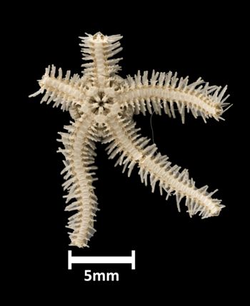 Media type: image;   Invertebrate Zoology OPH-2273 Aspect: ventral